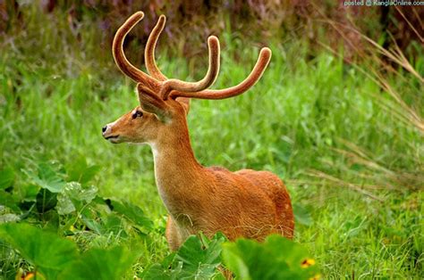 sangai animal.